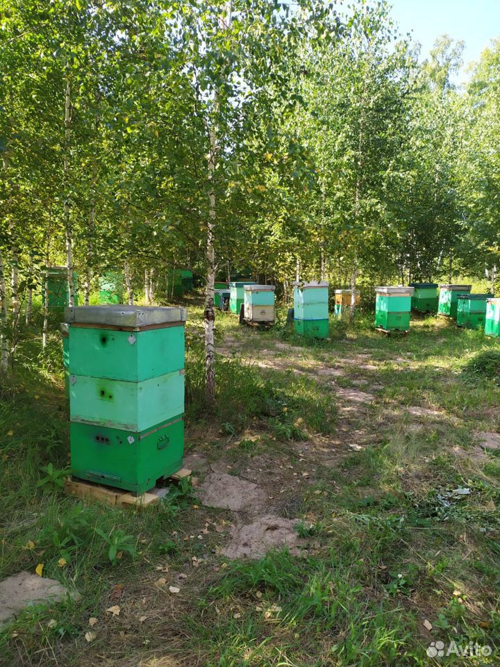 Мёд, донник купить на Зозу.ру - фотография № 5