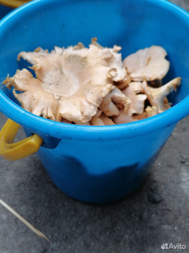 Грибы(белые грибы, лисички, грузди) купить на Зозу.ру - фотография № 5