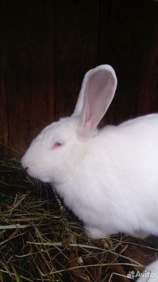Кролики породы белый паннон купить на Зозу.ру - фотография № 6