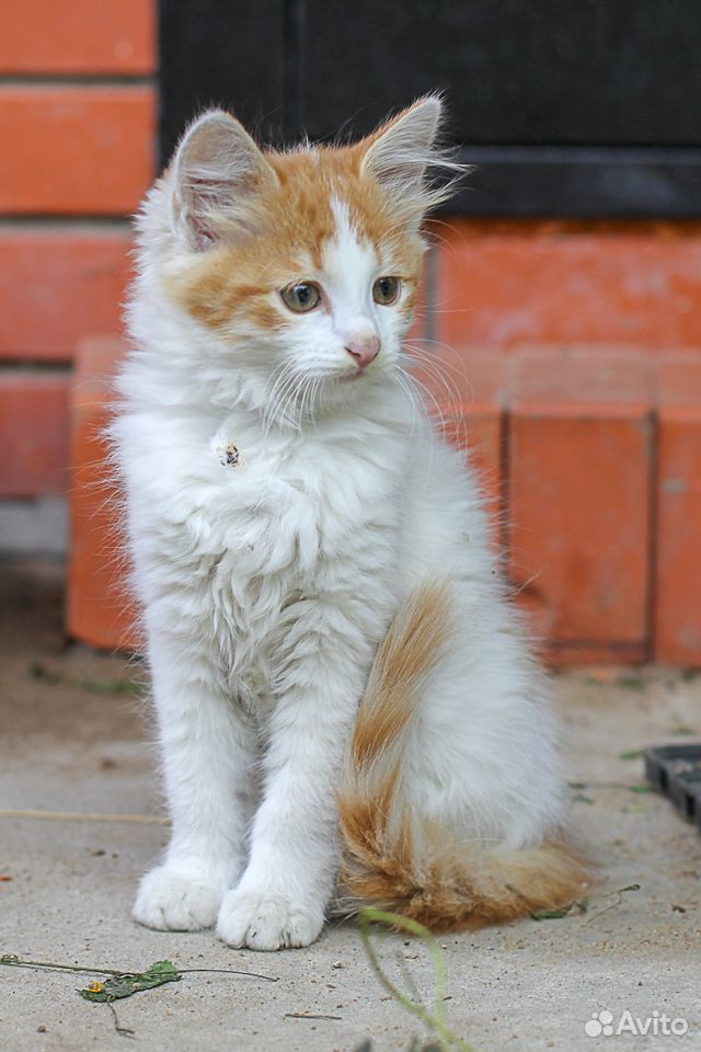 Кошечка белая с рыжим 3 месяца купить на Зозу.ру - фотография № 5