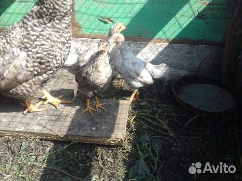 Продам домашних цыплят и петухов купить на Зозу.ру - фотография № 7