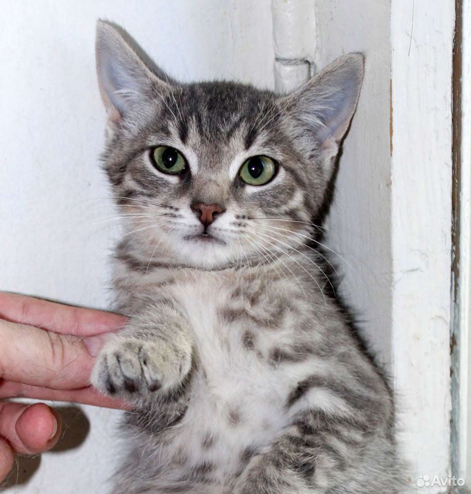 Полосатенький котенок в добрые руки купить на Зозу.ру - фотография № 2