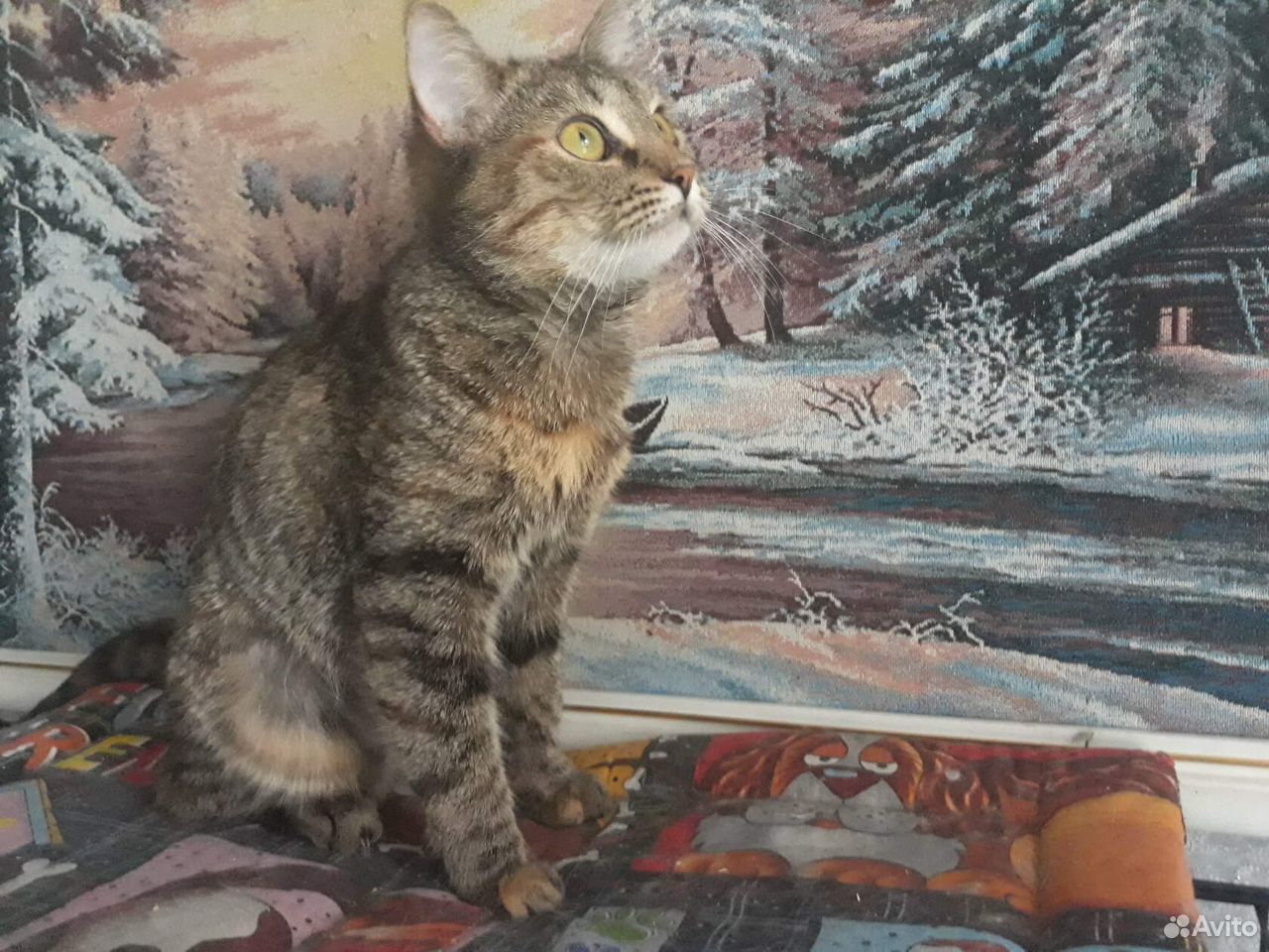 Красивая кошка Фифа, стерилизована купить на Зозу.ру - фотография № 4