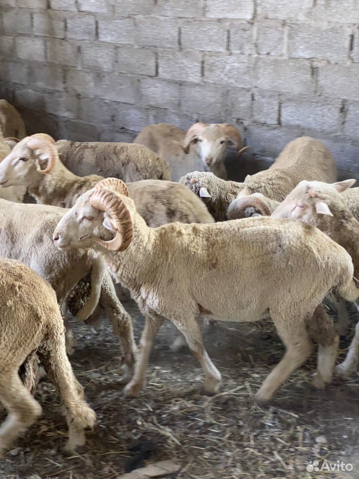 Бараны овцы купить на Зозу.ру - фотография № 3