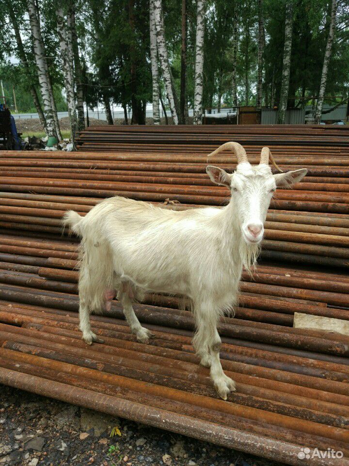 Козел коза козлёнок купить на Зозу.ру - фотография № 4