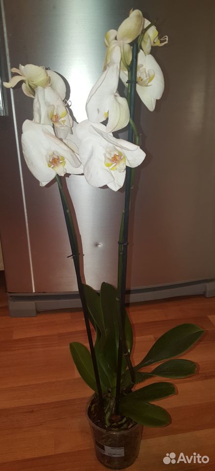 Орхидеи и антуриумы купить на Зозу.ру - фотография № 3