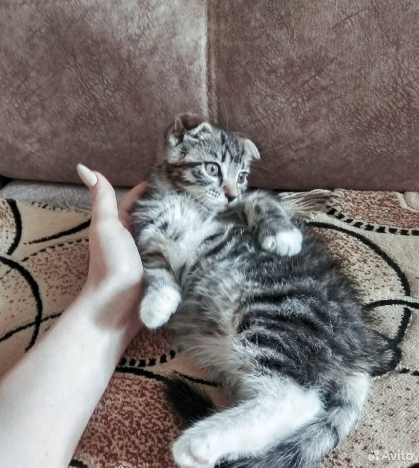 Вислоухий котенок купить на Зозу.ру - фотография № 4