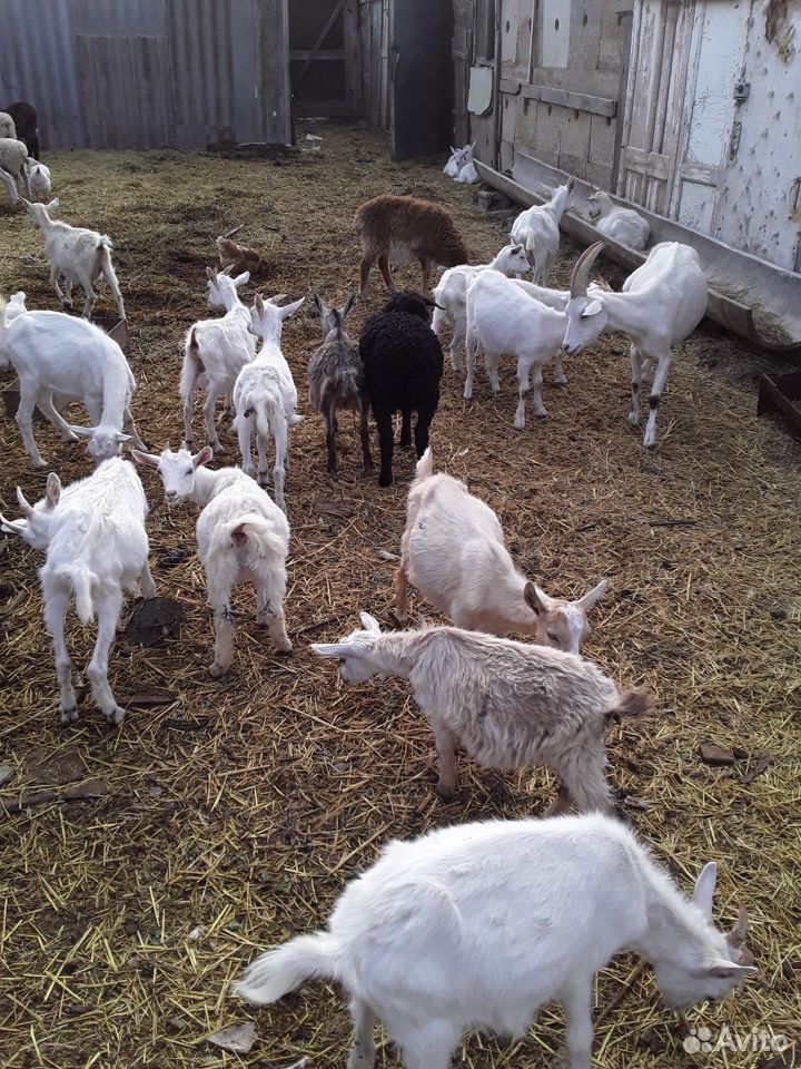 Домашние козы купить на Зозу.ру - фотография № 1