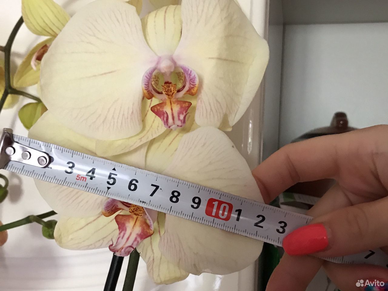 Орхидея фаленопсис цветущая купить на Зозу.ру - фотография № 1