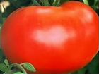 Рассада томатов объявление продам