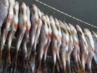 Цех по переработке рыбы 780 кв.м объявление продам