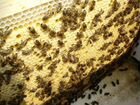 Пчелосемьи на высадку. карпатка объявление продам
