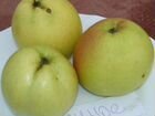 Яблони полукультурки высокозимостойкие в зкс объявление продам