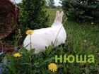 Новозеландский белый кролик на племя, обмен объявление продам