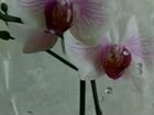 Туя и орхидеи 2+2 объявление продам