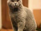 Британский кастрированный котик Вебер объявление продам