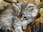 Котёнок от сибирской кошки объявление продам