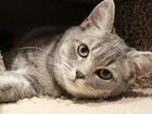 Породистый котик ищет самую заботливую семью объявление продам