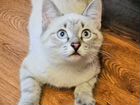 Котёнок сиамский (мальчик) 3 месяца объявление продам