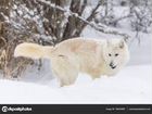 Собака породы Маломут Алясский (как хаски) объявление продам