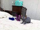 Канадский сфинкс, котята объявление продам
