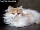 Шикарные котята редкой породы на коротких лапках объявление продам