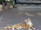Котята Мейн-Кун из питомника объявление продам