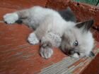 Тайский котёнок объявление продам
