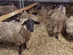 Продам овец породы Суффольк, тексель, дорпер