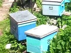 Продам рои пчел, пчелопакеты на 5-6 рамок