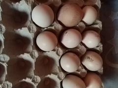 Яйцо домашних кур