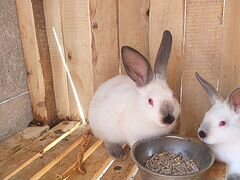Колифорнийские кролики