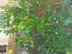 Лимон деревья