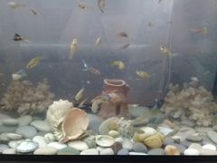 Рыба в аквариум