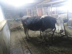 Продам двух коров Глубоко стельные