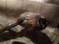 Продам самца охотничьего фазана