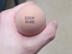 Инкубационное яйцо Кобб 500 из Испании