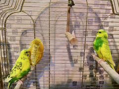 Семейная пара попугаев