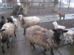 Овцы с ягнятами романовской породы