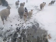 Овцы ягнаты