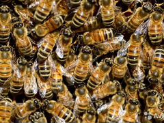 Пчёлы на 12 рамках