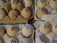 Яйцо инкубационное (ия) породистых кур