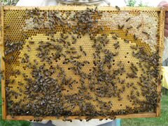 Пчелопакеты и пчелосемьи, с личной пасеки