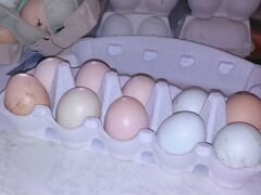 Яйцо куриное домашнее. Цена указана за десяток