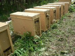 Карпатка от пчеловодов со стажем