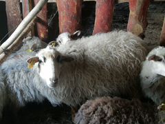 Продам овцематку
