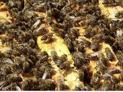 Пчелопакеты Доставка по Краснодарскому краю