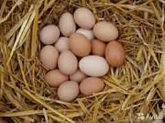 Продам свежие яйца домашних кур