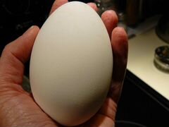 Яйцо гусинное