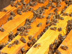Пчелосемьи на 12 рамках